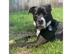 Adopt Blitz a Black Labrador Retriever / Pit Bull Terrier / Mixed dog in Normal