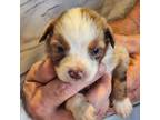 Australian Shepherd Puppy for sale in Athens, TX, USA