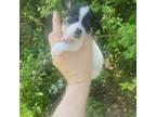 Chihuahua Puppy for sale in Abingdon, VA, USA