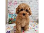 Poodle (Toy) Puppy for sale in Lebanon, MO, USA