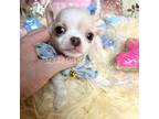 Chihuahua Puppy for sale in Tracy, CA, USA