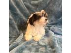 Coton de Tulear Puppy for sale in Asheville, NC, USA