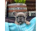 French Bulldog Puppy for sale in Olympia, WA, USA