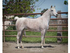 Straight Egyptian Arabian Mare for sale