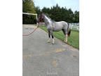 Beautiful Blue Roan and white