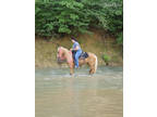 Beautiful palomino gelding.