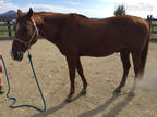 19yr old Registered Quarter Horse Mare.