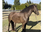 Welsh Friesian Cross Filly