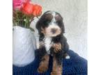 Mutt Puppy for sale in West Palm Beach, FL, USA