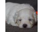 Coton de Tulear Puppy for sale in Citronelle, AL, USA