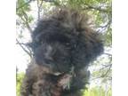 Poodle (Toy) Puppy for sale in Fairfield, IA, USA