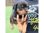 Rottweiler Puppy for sale in Houma, LA, USA