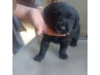 Labrador Retriever Puppy for sale in Taylors, SC, USA