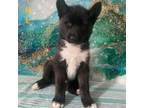 Akita Puppy for sale in Philadelphia, PA, USA