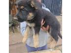 German Shepherd Dog Puppy for sale in Prescott Valley, AZ, USA