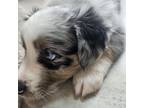 Australian Shepherd Puppy for sale in Cypress, TX, USA