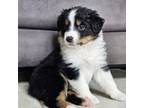 Australian Shepherd Puppy for sale in Cypress, TX, USA