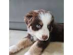 Australian Shepherd Puppy for sale in Cypress, TX, USA