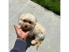 Cavachon Puppy for sale in Bettendorf, IA, USA
