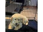 Great Pyrenees Puppy for sale in Riverhead, NY, USA