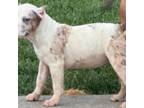 Mutt Puppy for sale in Lorain, OH, USA