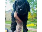 Cock-A-Poo Puppy for sale in Liberty, MO, USA