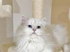 British Long Haired 3yo Female Kitty