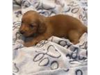 Dachshund Puppy for sale in Columbia, MS, USA