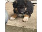 German Shepherd Dog Puppy for sale in Greenwood, WI, USA