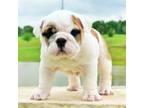 Bulldog Puppy for sale in Dallas, TX, USA