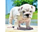 Bulldog Puppy for sale in Dallas, TX, USA