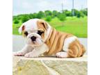 Bulldog Puppy for sale in Dallas, TX, USA