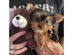 Yorkshire Terrier Puppy for sale in Valparaiso, IN, USA