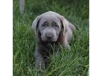 Labrador Retriever Puppy for sale in Spring Run, PA, USA