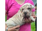 Chinese Shar-Pei Puppy for sale in Poplarville, MS, USA