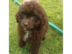 Cavapoo Puppy for sale in Myrtle Beach, SC, USA