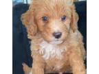 Goldendoodle Puppy for sale in Cumberland, RI, USA