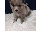 Mutt Puppy for sale in Norman, OK, USA