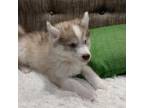 Siberian Husky Puppy for sale in Norman, OK, USA