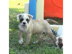 Olde Bulldog Puppy for sale in Chester, IL, USA