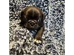 Pug Puppy for sale in Smiths Station, AL, USA