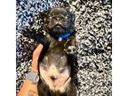 Pug Puppy for sale in Smiths Station, AL, USA