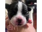 Boston Terrier Puppy for sale in Crosby, TX, USA