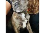 French Bulldog Puppy for sale in South Hill, VA, USA