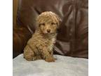 Poodle (Toy) Puppy for sale in Campbellsville, KY, USA