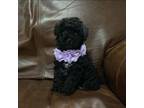 Poodle (Toy) Puppy for sale in Campbellsville, KY, USA