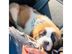 Saint Bernard Puppy for sale in Humble, TX, USA