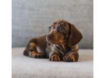 Dapple Mini- Dachshund Puppy
