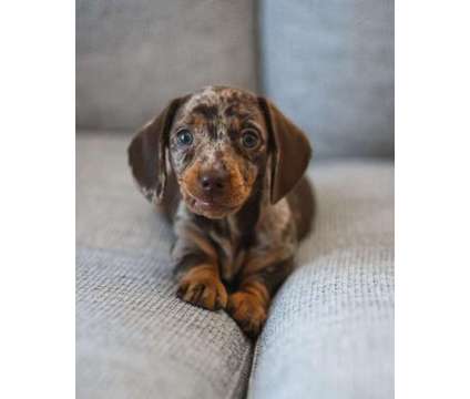 Dapple Mini- Dachshund Puppy is a Everything Else for Sale in Granite Bay CA