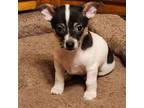 Chihuahua Puppy for sale in Springfield, OH, USA